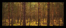 Pine Forest