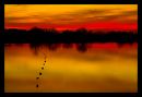 Sunset Gold