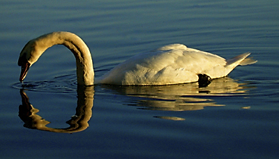 SWAN