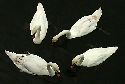 SWANNING AROUND