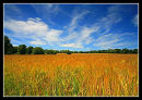 Wheat
