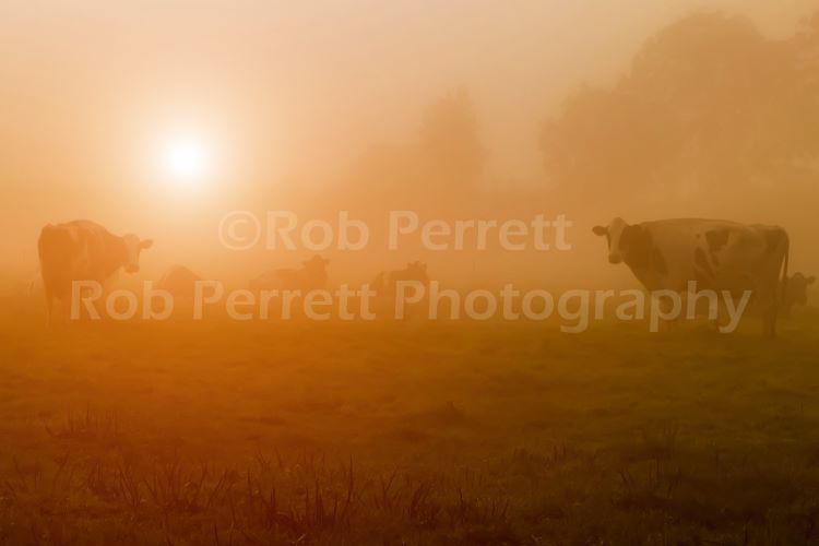 A Bovine Misty Dawn