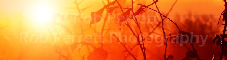Bramble sunrise 2017