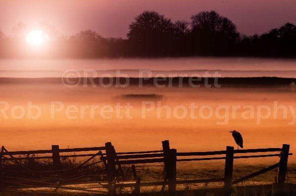 Heron In The Mist