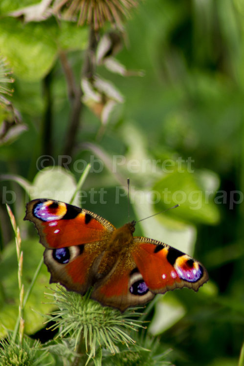 Resting Butterfly