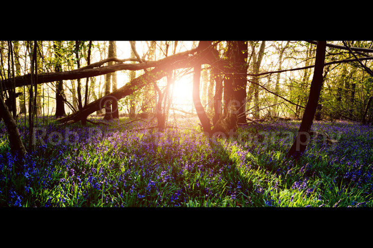 Sunrise Through A Misty Bluebell Wood