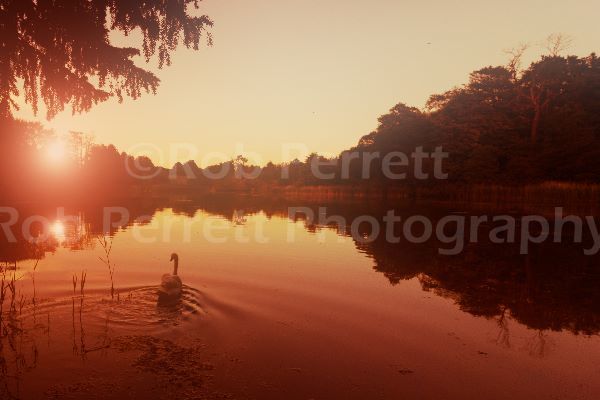 Swan at Sunrise