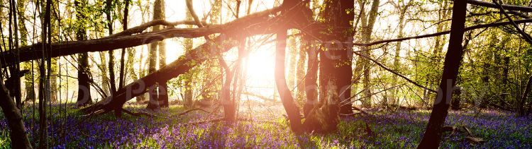 Twitter Header spring