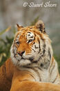 Zia, the Female Indian Tiger