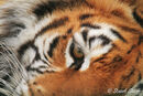Tigers Eye