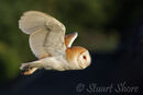 Barn Owl (tyto alba)