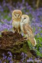 A Pair of Barn Owls Amongst the Bluebells