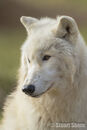 Arctic Wolf Portrait, UKWCT