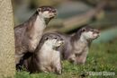 Asian Short-Clawed Otters