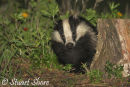 Badger