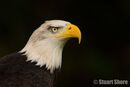 Bald Eagle Portrait