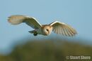 Barn Owl in Flight, Brading