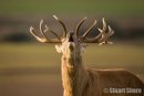 'Bellowing' Red Deer Stag