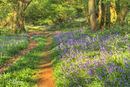 Bluebells at Borthwood
