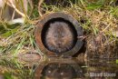 'By the River', Water Vole