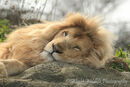 Casper, the White Lion