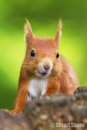 Friendly Squirrel