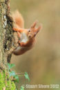 Climbing, Red Squirrel