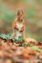 Red Squirrel on the Forest Floor