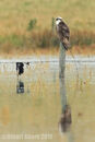 Osprey at Newtown