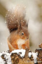 Red Squirrel on a Snowy Tree Stump