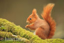 Red Squirrel Portrait