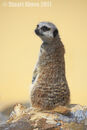 Meerkat (Suricata suricatta)