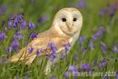 Barn Owl in a Sea of Bluebells