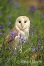 Barn Owl amongst the Bluebells