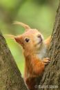 Red Squirrel Between the Branches