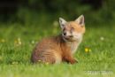 Young Fox Cub