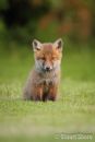Red Fox Cub (Vulpes vulpes)