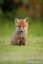 Red Fox Cub (Vulpes vulpes)