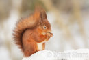 'Wintertime' Red Squirrel