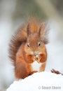'Mr Squiggles'