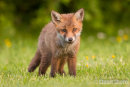 Inquisitive Young Red Fox Cub