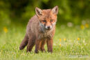 Inquisitive Young Red Fox Cub