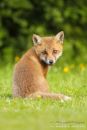 Red Fox Cub Portrait