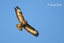 Common Buzzard