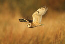 Short Eared Owl (Asio flammeus)