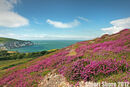 Heather on Headon Warren