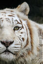 Zena, White Tiger Portrait