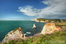 Thrift on the Cliffs, Freshwater