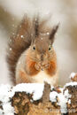 Snowy Red Squirrel