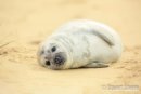 'Just Chillin' Grey Seal Pup